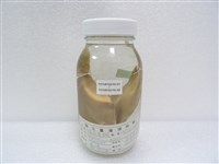 隆背笛鯛藏品圖，第2張